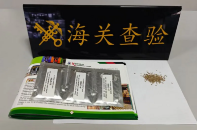 烟台海关查获进境杂志中夹藏种子3袋