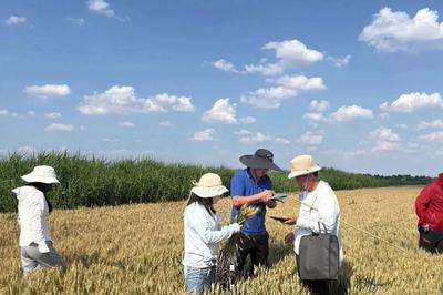 已支付赔款156万元！青岛保险机构倾力护航夏粮颗粒归仓