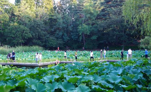 限定浪漫！青岛中山公园满池荷色正浓