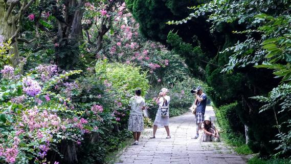 花开正好！来中山公园赴一场紫薇之约