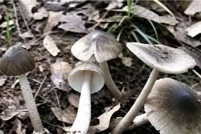 雨后野菇疯长，致命毒蘑暗藏隐患，@青岛人，市疾控中心提醒，千万别采