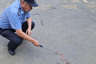 青岛一居民小区惊现毒蛇！社区民警火速到场徒手擒获