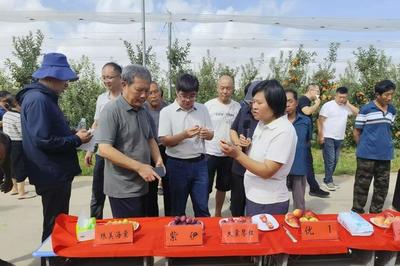 新品种+新技术！国家苹果产业技术体系现场会在平度举办，助力果业提质增效