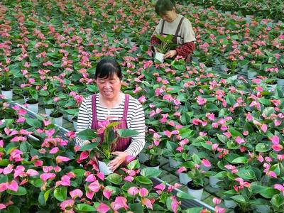 村里家底厚起来，农民钱袋鼓起来，山东实施村集体和农民收入“双增计划”