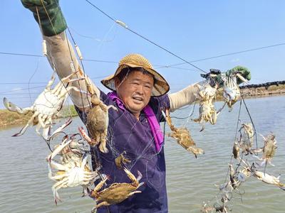 蟹田开捕尝鲜，蟹肥味甜人欢！青岛这里万亩蟹田迎来今秋首网