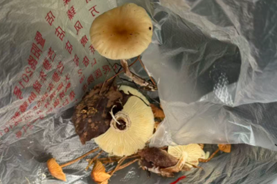 “经AI认证为无毒”，一人吃完野蘑菇进了ICU