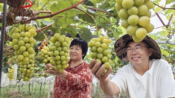 从都市老板到田园“葡”人，他弃商从农在青培育百亩优质“阳光玫瑰”