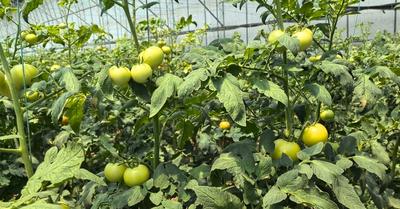 一个大棚增收超4万元，平度仁兆巧种西红柿解锁致富新模式