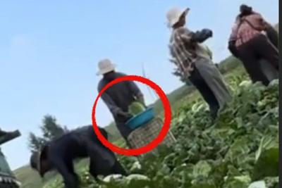 河北康保县通报“白菜收购环节蘸取甲醛溶液”：视频反映情况属实