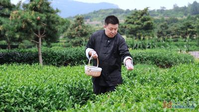 你好 守艺人丨不靠机器靠手艺 他把普通绿茶变成致富"金叶"