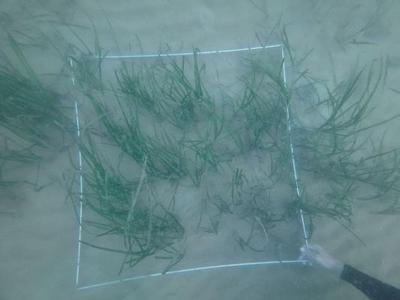 66.6万余株鳗草在青岛湾完成水下栽植