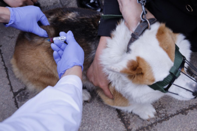 争创国家无犬只狂犬病区，青岛发布无犬只狂犬病区建设方案