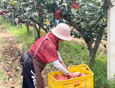 150天才能下树！平度这里300余亩秋月梨熟了