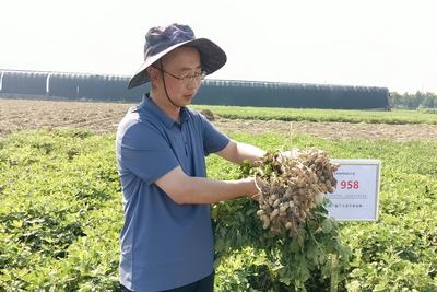 青岛近百万亩花生陆续进入采收期