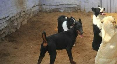 狂犬病疫苗在暴露发生后越早接种越好，市疾控中心提醒