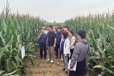 青岛秋粮丰收在望！新品种、新技术、新装备集中亮相