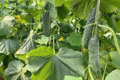 黄瓜育种用上“国产芯”，青岛研发华南型黄瓜专用5K液相育种芯片V1.0亮相