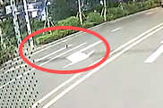公交“大盒子”深夜礼让“喵星人”，青岛街头这一幕引发全网温暖热议