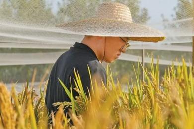青岛海水稻研究发展中心试验基地：历经8代选育，耐盐碱稻如今亩产超500公斤