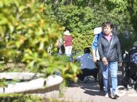 金秋十月，青岛中山公园桂花飘香