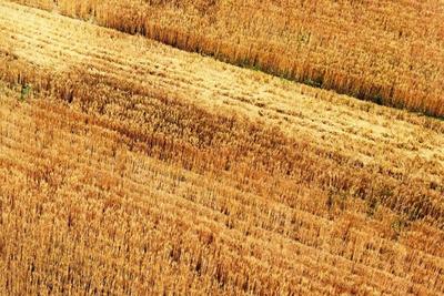 研究：生物多样性丧失或威胁气候与粮食安全