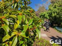 金秋十月，青岛中山公园桂花飘香