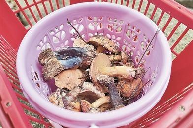 无资质向导带团违规涉险进入非开放区域，山野“采菌游”需立规矩