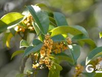 金秋十月，青岛中山公园桂花飘香