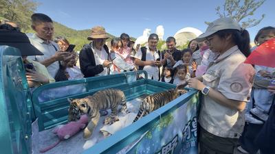 游客量同比增长20%！青岛森林野生动物世界国庆热度攀升