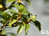 金秋十月，青岛中山公园桂花飘香